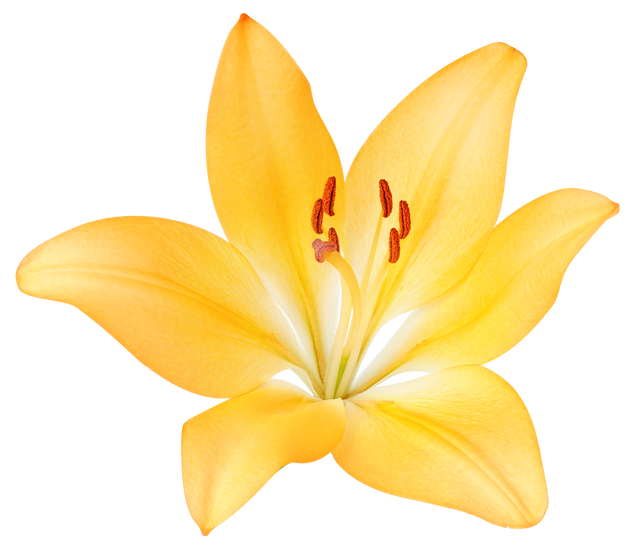 Yellow Lily Flower