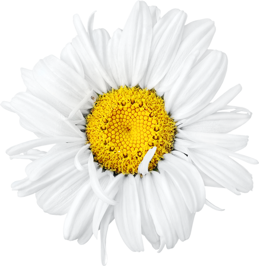 Daisy Flower Head Cut Out