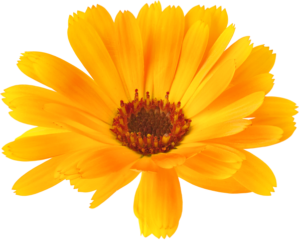 Isolated Calendula Flower